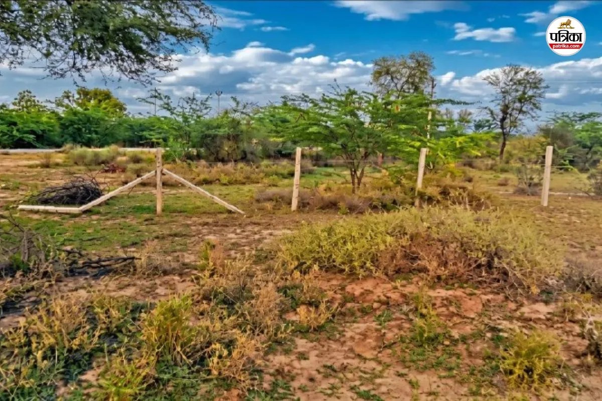 Deemed Forest Land : डीम्ड फॉरेस्ट पर एनजीटी सख्त, राजस्थान सरकार से मांगा जवाब, सख्त आदेश से पर्यावरण प्रेमी खुश | Ngt Strict On Deemed Forest Answer Sought From Rajasthan Government Environmentalists Happy With Order